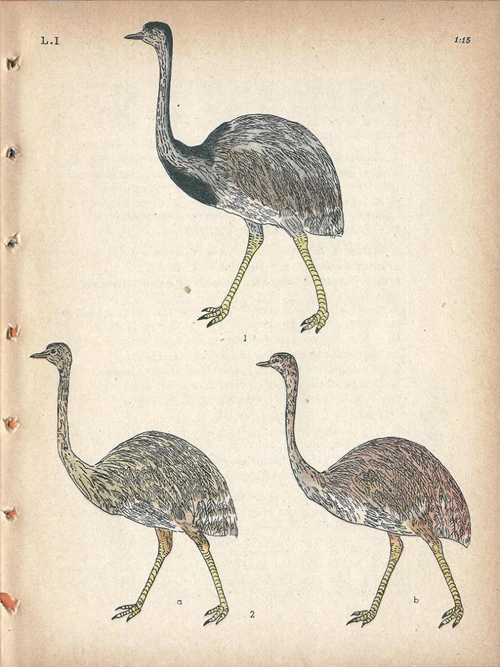 Las aves argentinas : una guía de campo_9