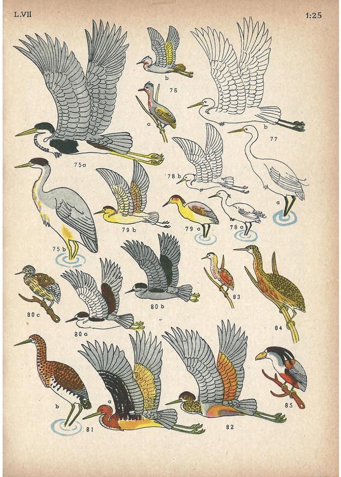 Las aves argentinas : una guía de campo_14