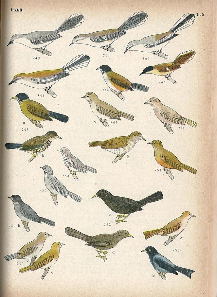 Las aves argentinas : una guía de campo_1