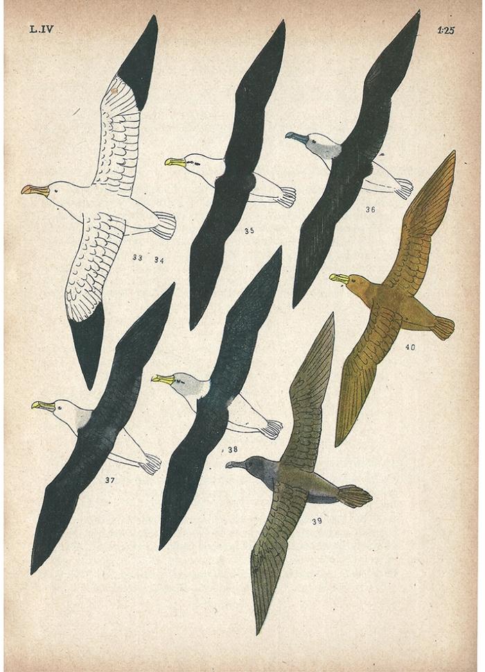 Las aves argentinas : una guía de campo_12