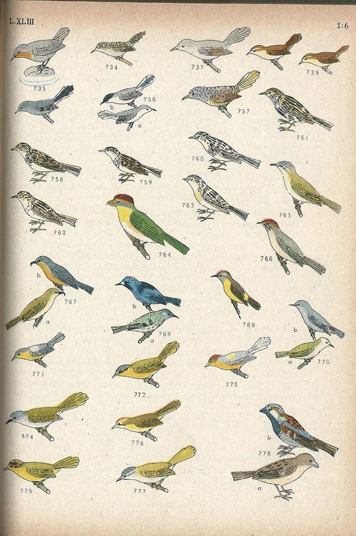 Las aves argentinas : una guía de campo_2