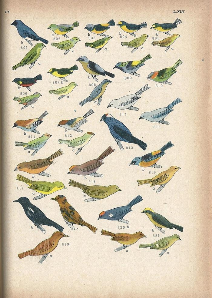 Las aves argentinas : una guía de campo_4