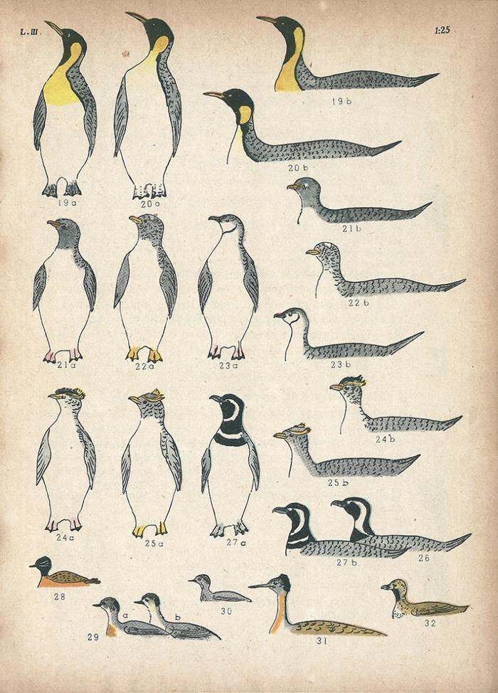 Las aves argentinas : una guía de campo_11