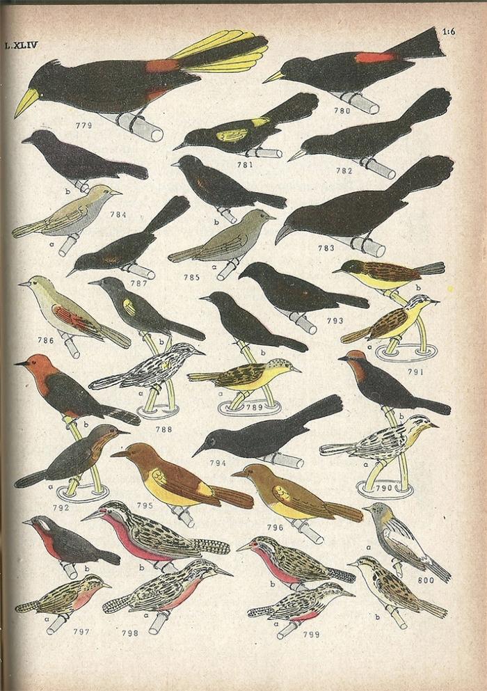 Las aves argentinas : una guía de campo_3