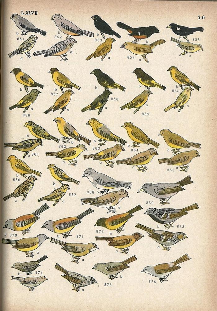 Las aves argentinas : una guía de campo_6