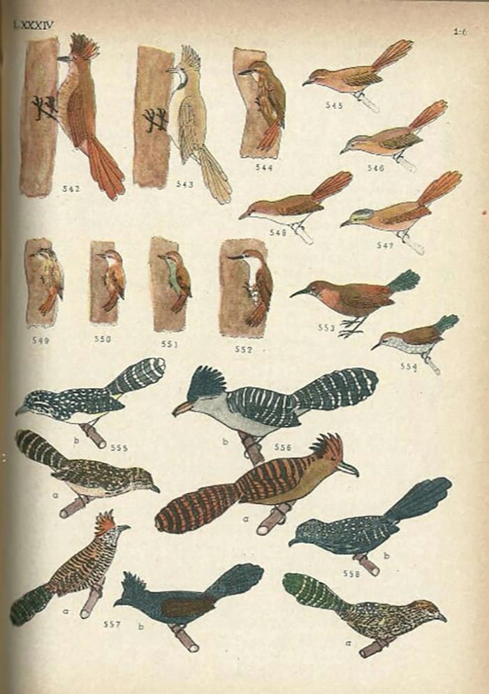 Las aves argentinas : una guía de campo_8