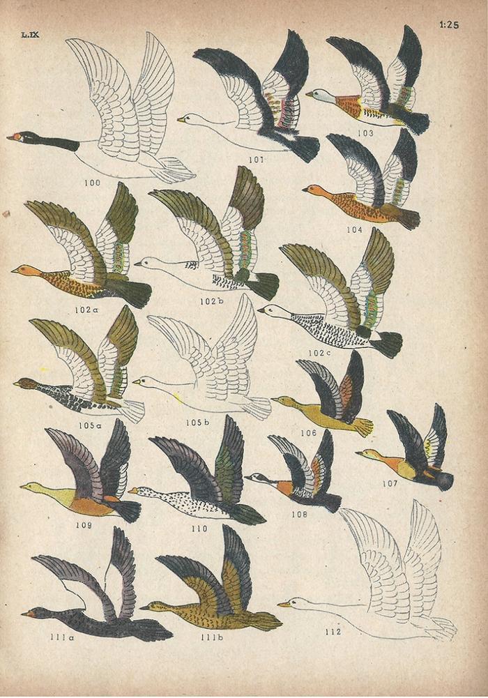 Las aves argentinas : una guía de campo_16