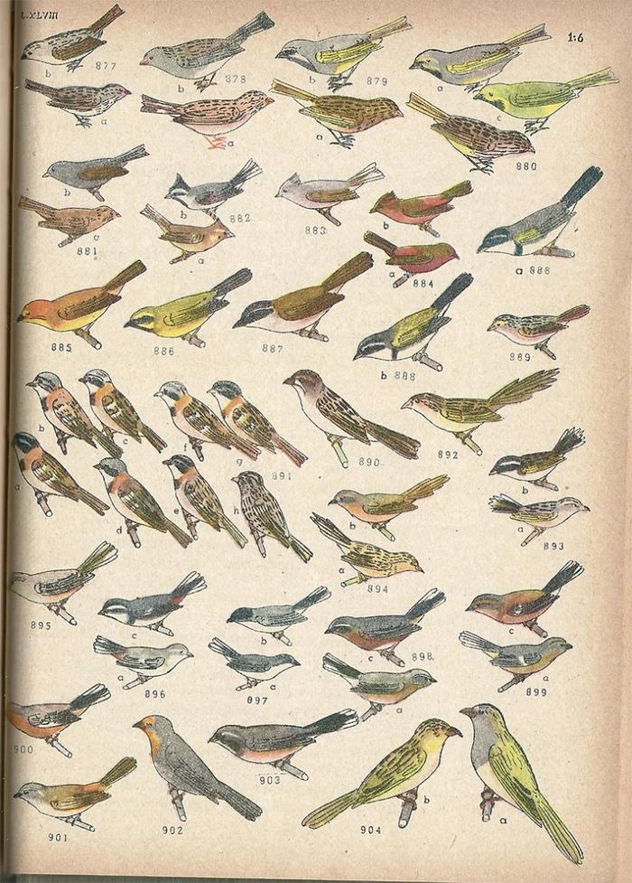 Las aves argentinas : una guía de campo_7