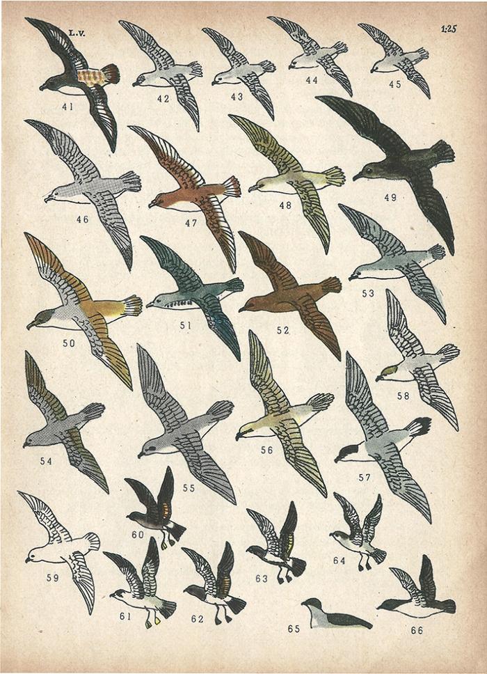 Las aves argentinas : una guía de campo_13