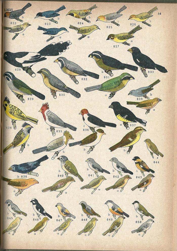 Las aves argentinas : una guía de campo_5