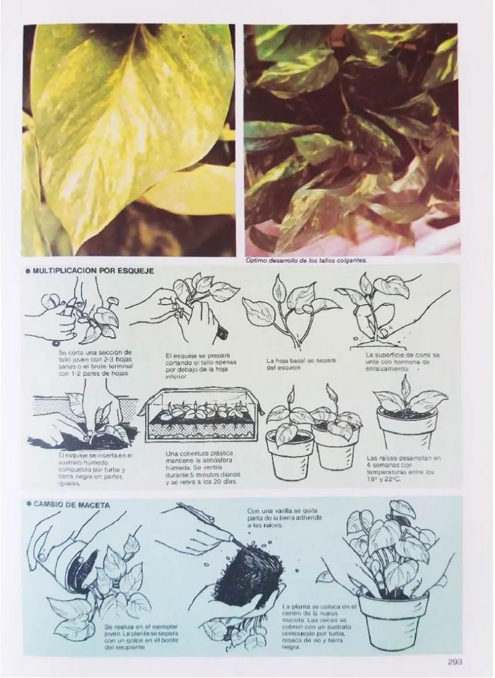 Enciclopedia argentina de plantas y flores_6