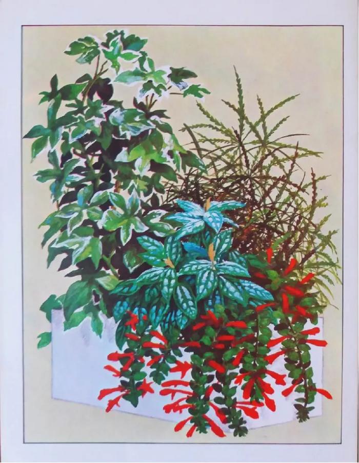 Enciclopedia argentina de plantas y flores_8