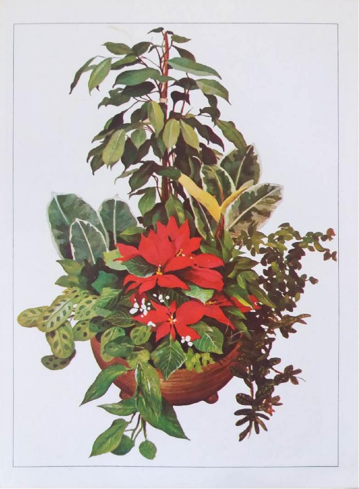 Enciclopedia argentina de plantas y flores_2