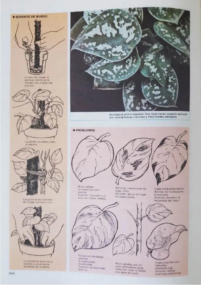 Enciclopedia argentina de plantas y flores_4