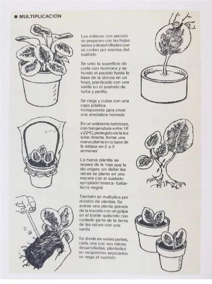 Enciclopedia argentina de plantas y flores_10
