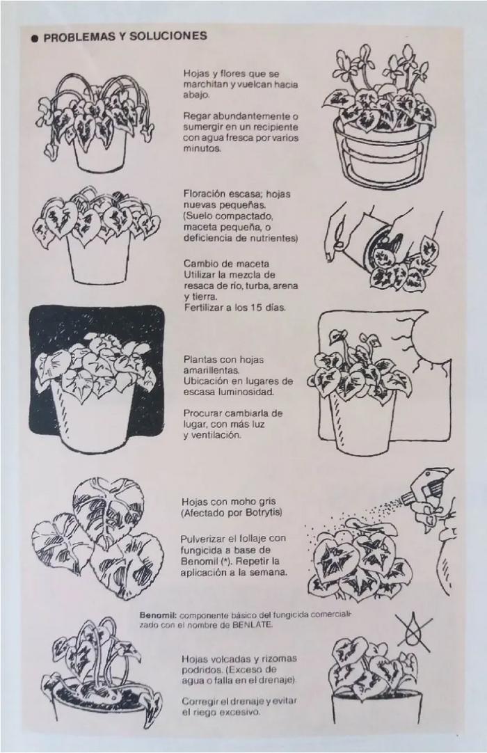 Enciclopedia argentina de plantas y flores_1