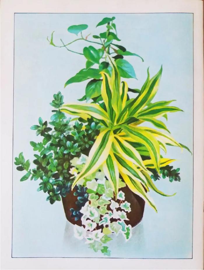 Enciclopedia argentina de plantas y flores_5