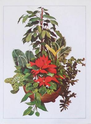 Enciclopedia argentina de plantas y flores_2