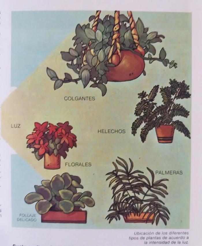 Enciclopedia argentina de plantas y flores_16