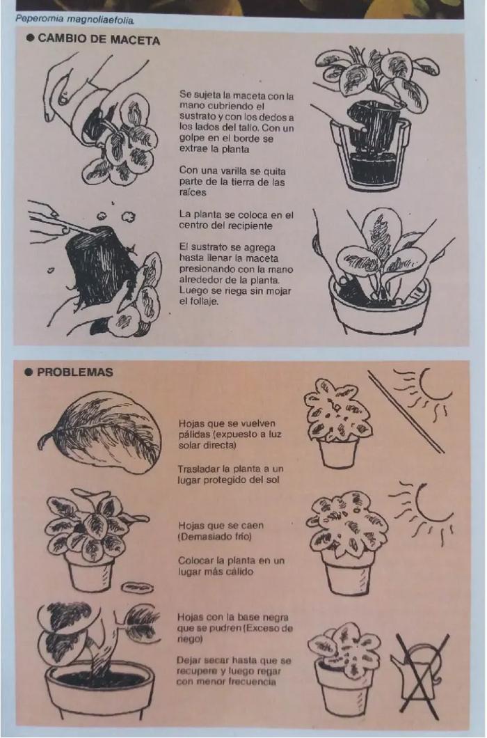 Enciclopedia argentina de plantas y flores_11
