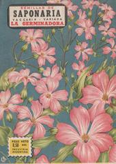 Semillas de Saponaria, vaccaria variada