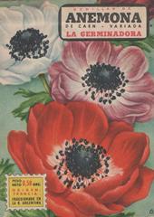 Semillas de Anémona de Caen variada