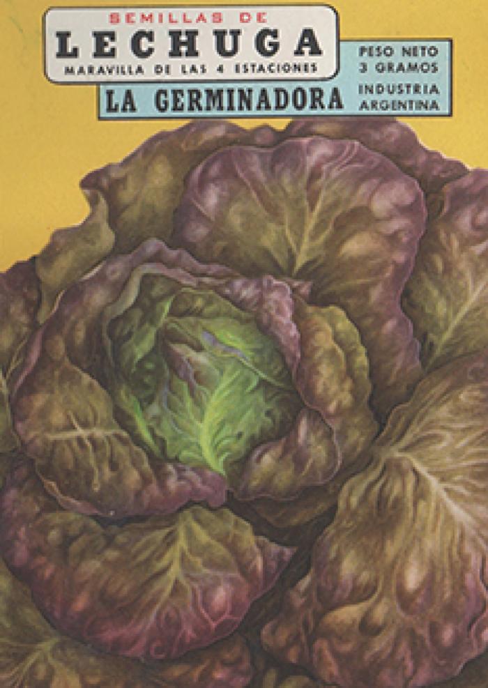 Semillas de Lechuga, maravilla de las cuatro estaciones.