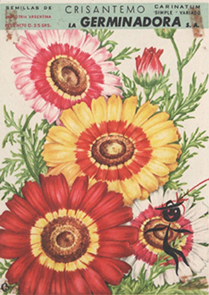 Semillas de Crisantemo, carinatum variado