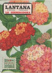 Semillas de Lantana híbrida variada